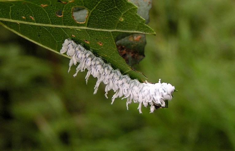 Eriocampa ovata ?
